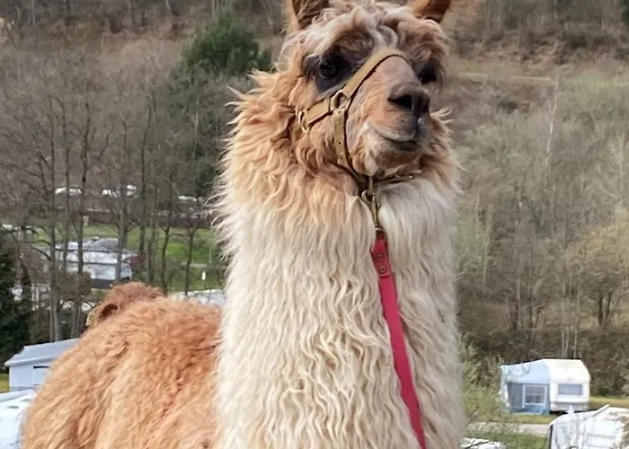 Appartement Hueftgold Schlafen & Wohnen Monschau